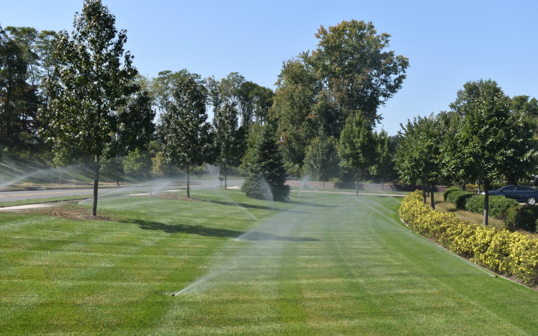 Summer Irrigation: Keep Your Landscape Thriving in the Heat